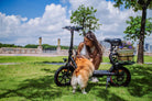 Woman with a dog on a small DYU C4  e-scooter in a park